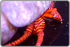 Halloween Hermit Crab